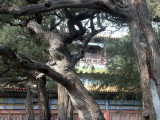 Agonised trees in the Emperors garden