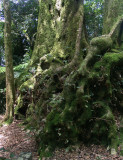Ancient trees