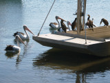 Birds behind a fish shop