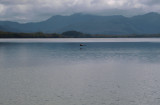 Swan