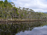 Melaleuca Creek  1