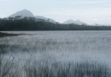 Melaleuca Lagoon