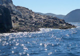 A haul-out for seals