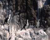 Pied cormorants