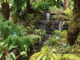 Fernery, Botanical Gardens