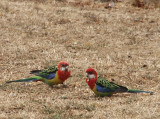 Well-fed birds
