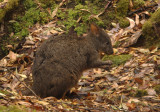 Pademelon