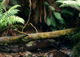 Tyenna River