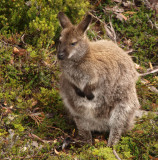 Bennetts Wallaby