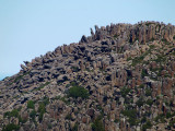 Skyline on Mount Wellington