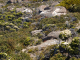 Close-up of Tasmania