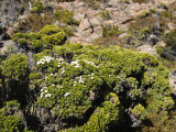 What grows on Mount Wellington