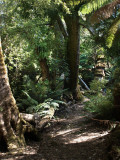 Notley Fern Gorge
