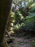 Notley Fern Gorge 