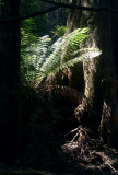 Backlit tree fern