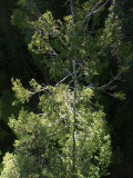Pine tree from above