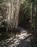 On the Lake Osborne track