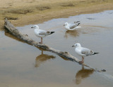 Triangle of gulls