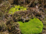 Vegetation beside the boardwalk  3