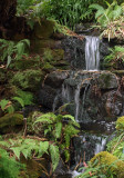 Fernery detail
