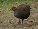 Tasmanian native hen