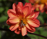 Small visitor to a dahlia