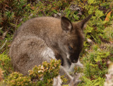 Young wallaby