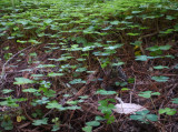 Forest Floor