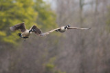 Canada Goose