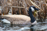 Canada Goose