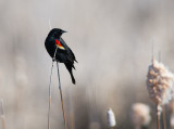 Red-winged Blackbird