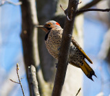 Northern Flicker