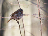 Fox Sparrow