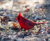 Northern Cardinal
