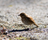 Fox Sparrow