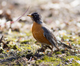 American Robin
