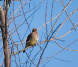 Waxwing