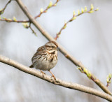 Song Sparrow