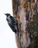 Downey Woodpecker