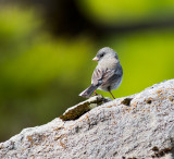 Dark- eyed Junco