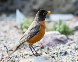 American Robin