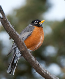 American Robin
