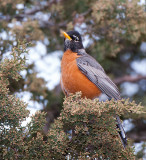 American Robin