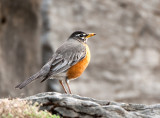 American Robin