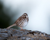 Song Sparrow