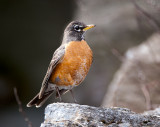 American Robin