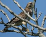 Red-tailed Hawk