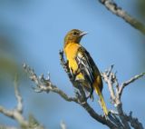 Baltimore Oriole