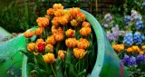 Spring Tulips at Bellagio