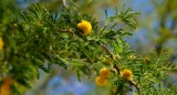 Yellow Puffball